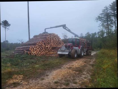 Holzschlägerung