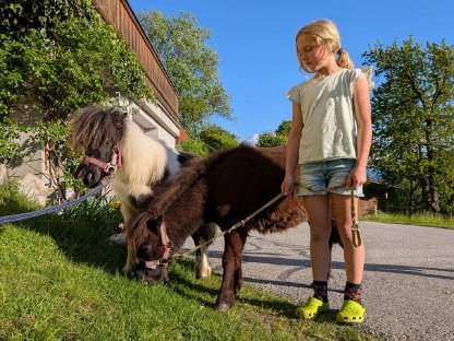 Shetty Stutfohlen