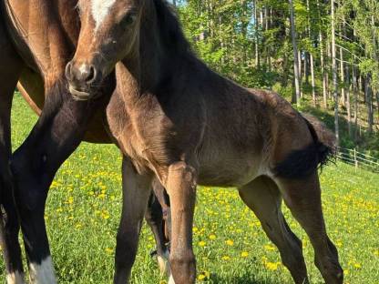 Bild 3:Deutsches Reitpony