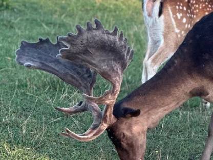 Bild 3:Hochkapitales Damwild zur Zucht