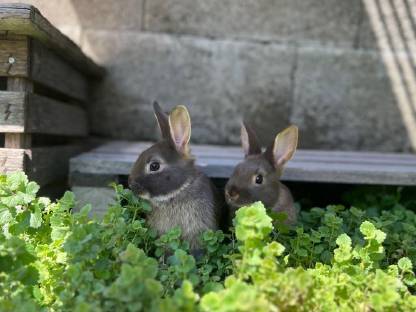 Zwergkaninchen
