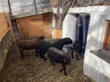 Bild 5:Jura-Zuchtwidder