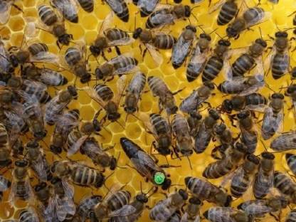 Carnica Bienenvolk Ablegervolk Jungvölker mit F1 Königin