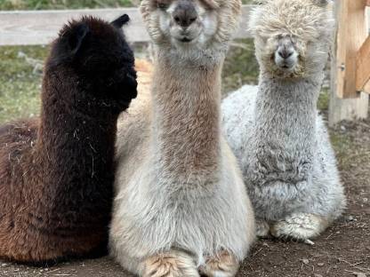 Bild 5:Alpaka Zuchtstuten, Hengste, Freizeittiere