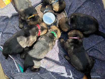 Welpen, Hundewelpen, Schäferhundwelpen