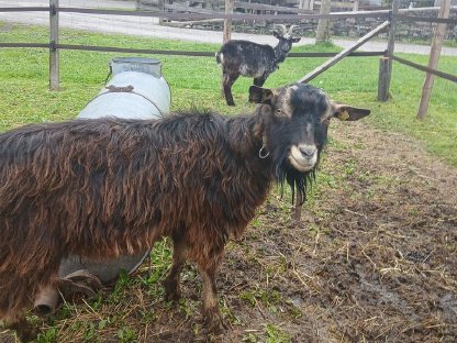 Bild 3:Schafe Lämmer, Ziegenkitze, Ziegenbock