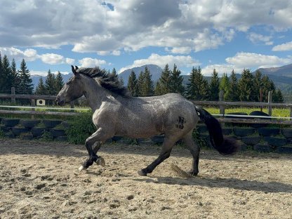 Bild 4:3-jährige Norikerstute