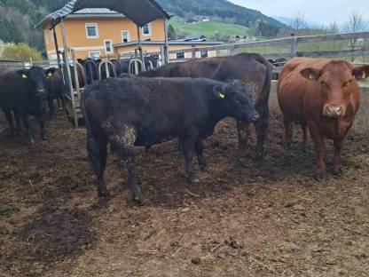 Bio Angus Stier