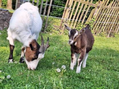Bild 2:Bockkitz
