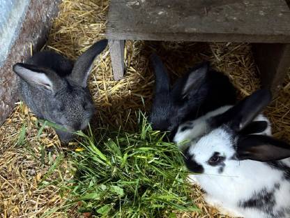 Hasen / Fleischhasen