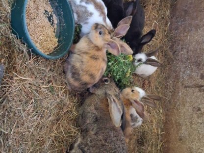 Bild 5:Hasen, Fleischhasen/Schlachthasen