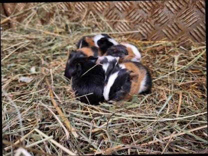 Junge Meerschweinchen