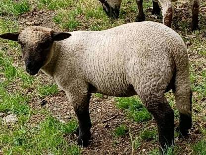 Shropshire Widder