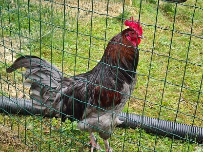 Bild 5:Hähne verschiedene Rassen