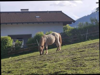 Pony