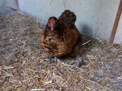 Bild 4:Zwerg-Cochin Gruppe