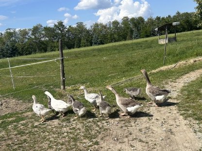 Bild 2:Junge Gänse