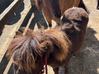 Shetland Hengst zu verkaufen