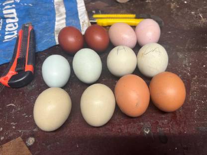 Bild 6:Eier von Araucaner, Maran & Lari reinrassig