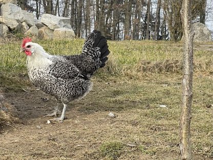 Bresse gauloise grise Jungtiere