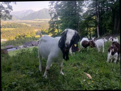 Burenziegen Bock