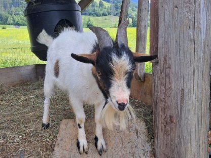 Bild 3:Mini Zwergziegenbock