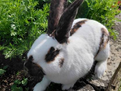 Rheinische Schecken Kaninchen, Mittelgroßer Fleischhase