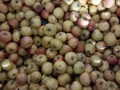 Bio Äpfel (für Wild) Elstar/Rubinette zu verschenken