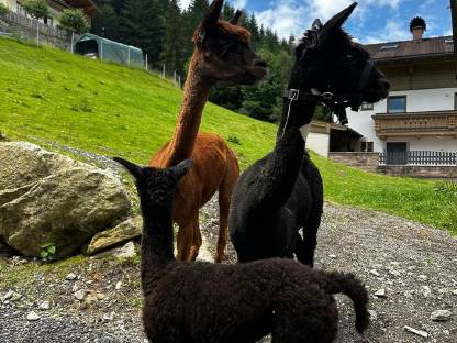 Alpaka: 3 Stuten und 1 Hengst