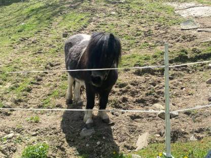 Ponyhengst