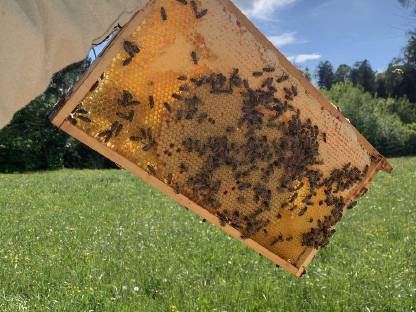Schwarmvolk, 5-Waben Ableger Zander Ganzzarge