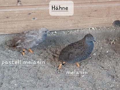 Zwergwachtel Hähne