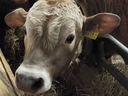 Bild 4:Jersey mal Fleckvieh Sprungstier