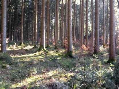 Verkaufe Wald in Tarsdorf