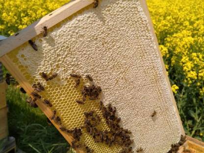 Bild 2:Carnica Bienenvolk Ablegervolk Jungvölker mit F1 Königin