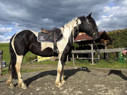 Bild 4:3-jährige Barockpintostute zu verkaufen