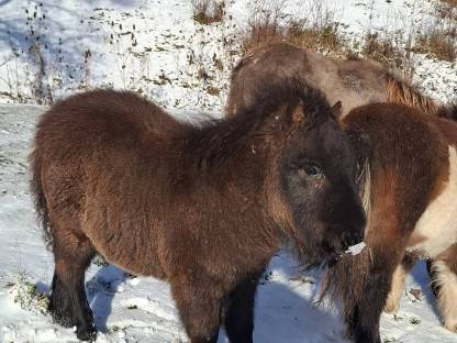 Pony Hengst Nilson