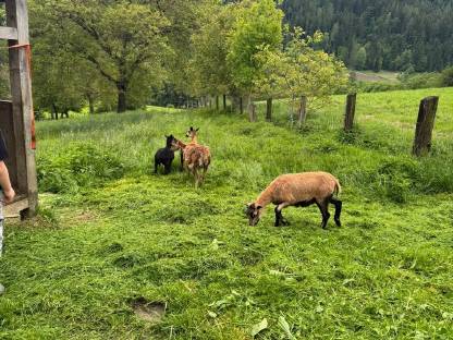Kamerunschaf Auen