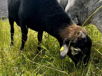 Bild 5:Krainer Steinschaf Widder Mian