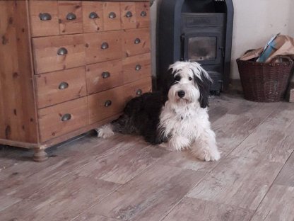 Bearded-Collie Bobtail-Mischlingswelpen