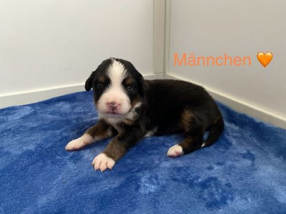 Berner Sennenhund Welpen