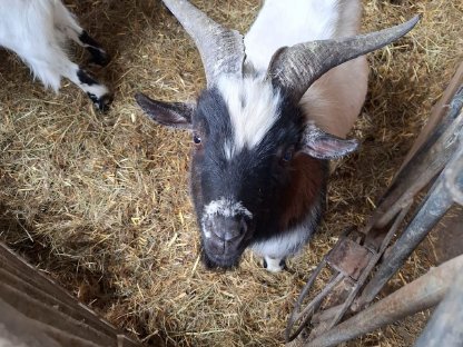 Bild 2:Zwergziegenböcke zu verkaufen