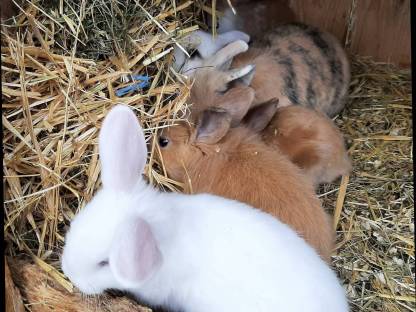 Zwergkaninchen