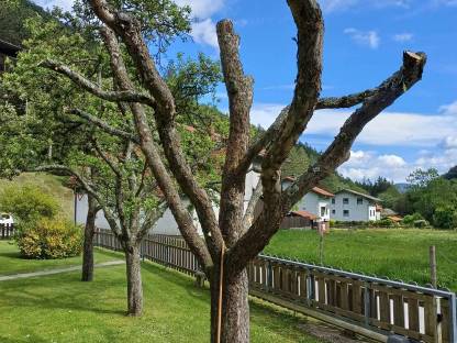 Bild 2:Apfelbaum