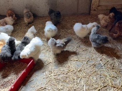 Bild 6:Rassehühner, Brahma, Araucana, Blumenhühner, Seidenhühner