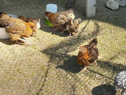 Orpington rebhuhnfarbig gebändert und Mechelner