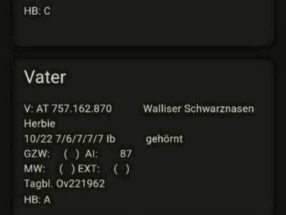 Walliser Schwarznasenwidder HB