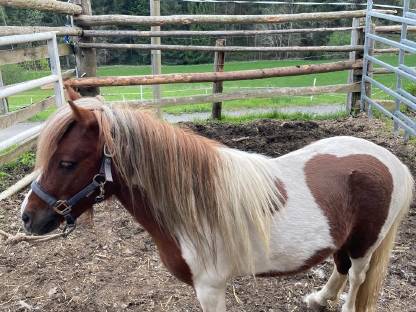 Bild 3:Shetland Pony Hengst