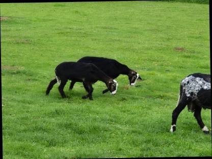 Bild 2:Krainer Steinschaflämmer