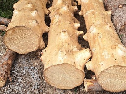 Schöne frische Fichten Baumstämme zu verkaufen